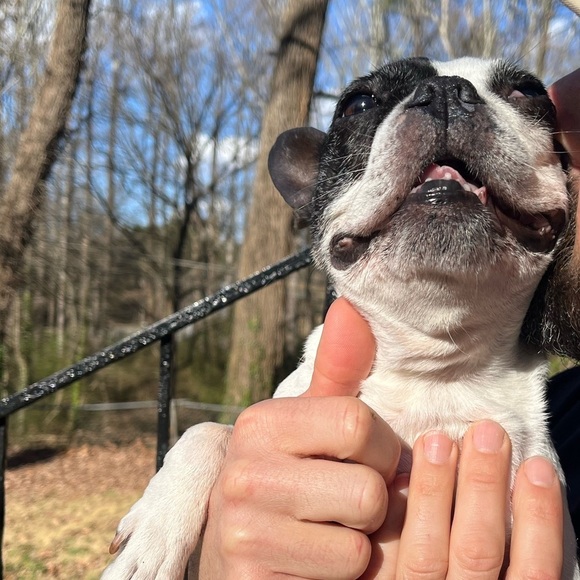 Support this Elderly Pup - Picture 2 of 3